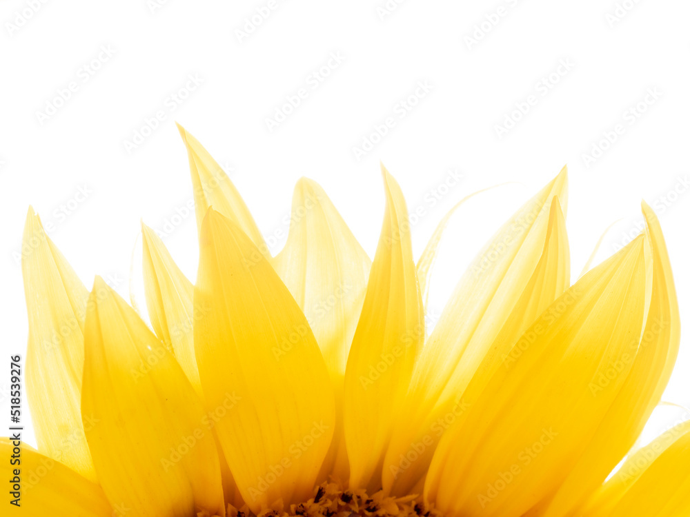 beautiful sunflower in the detail beautiful sunflower in the detail