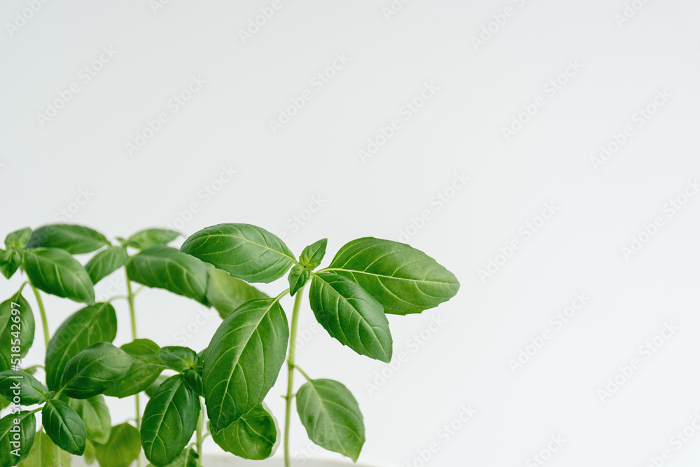 Close up fresh green organic basil leaves on white background with copy space for text. Close up fresh green organic basil leaves on white background with copy space for text.
