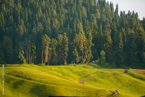 Landscape with forest in Gulmarg, Jammu and Kashmir, India.