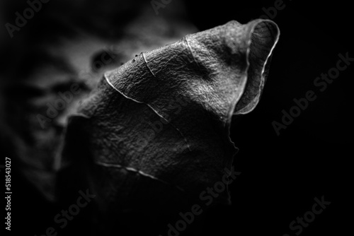 Old leaf © IGOR