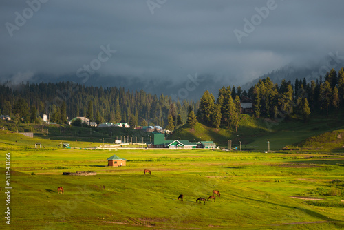 Horses on the meadow in Gulmarg, Jammu and Kashmir, India.