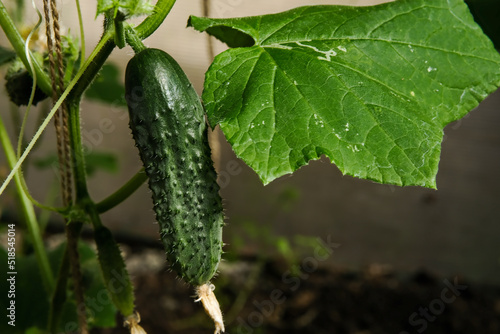 Young plants blooming cucumbers with yellow flowers in the sun, close-up on a background of green leaves. Young cucumbers on a branch in a greenhouse. Growing and blooming greenhouse cucumbers