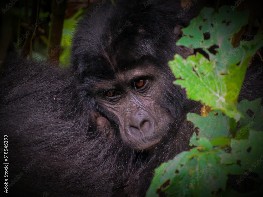 Mountain Gorilla (Gorilla beringei) Mountain Gorilla (Gorilla beringei)