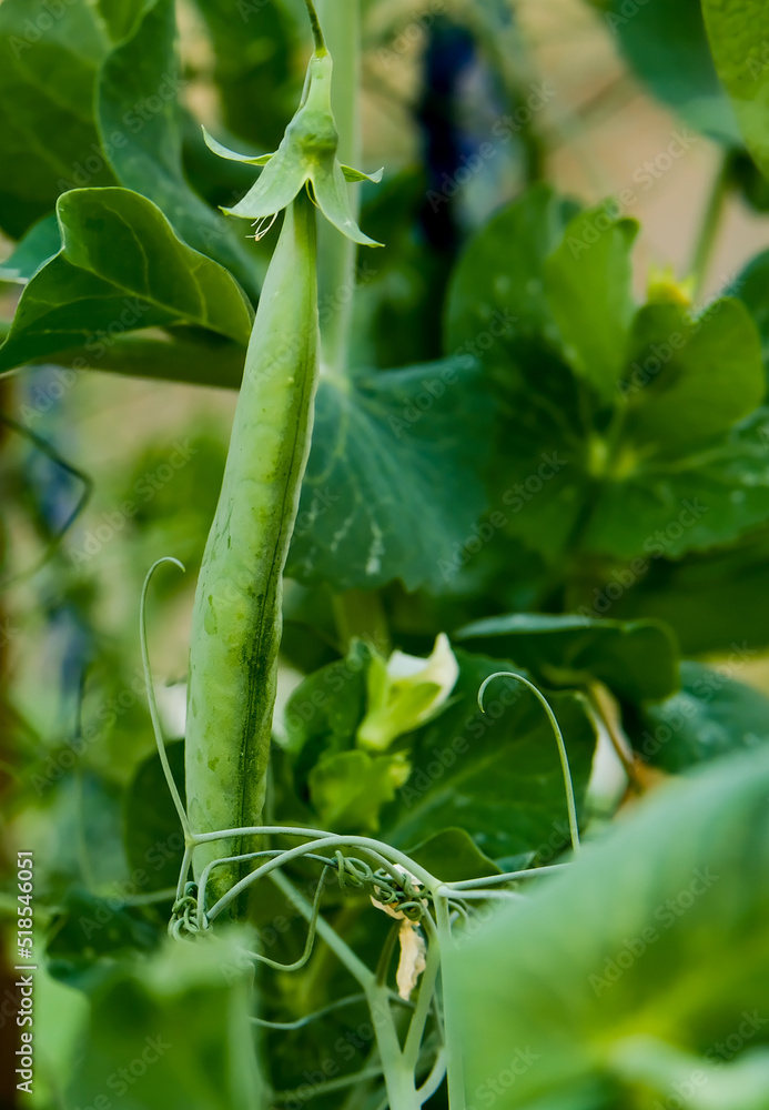 Green pea pods on a bed in the garden Green pea pods on a bed in the garden