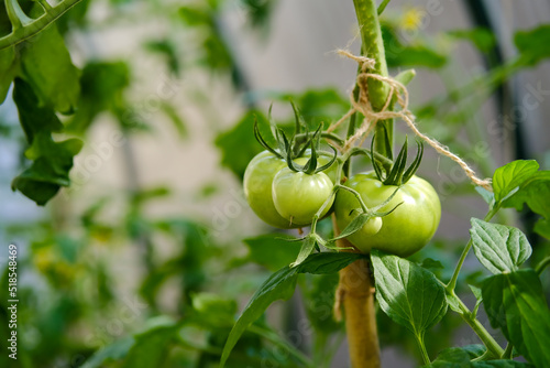 Green tomatoes on a branch. Immature green tomatoes. Tomatoes in the greenhouse.
