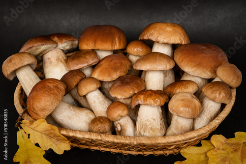 Harvested porcini mushrooms in wicker basket ready for cooking