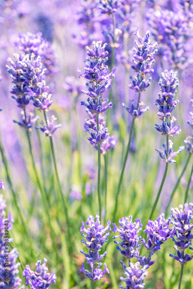Obraz premium Cotswold summer lavender in full bloom at Snowshill, England.