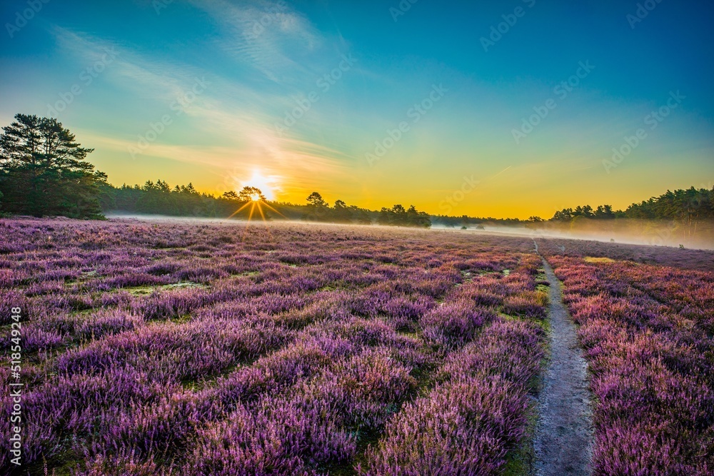 Obraz premium Misselhorner Heide