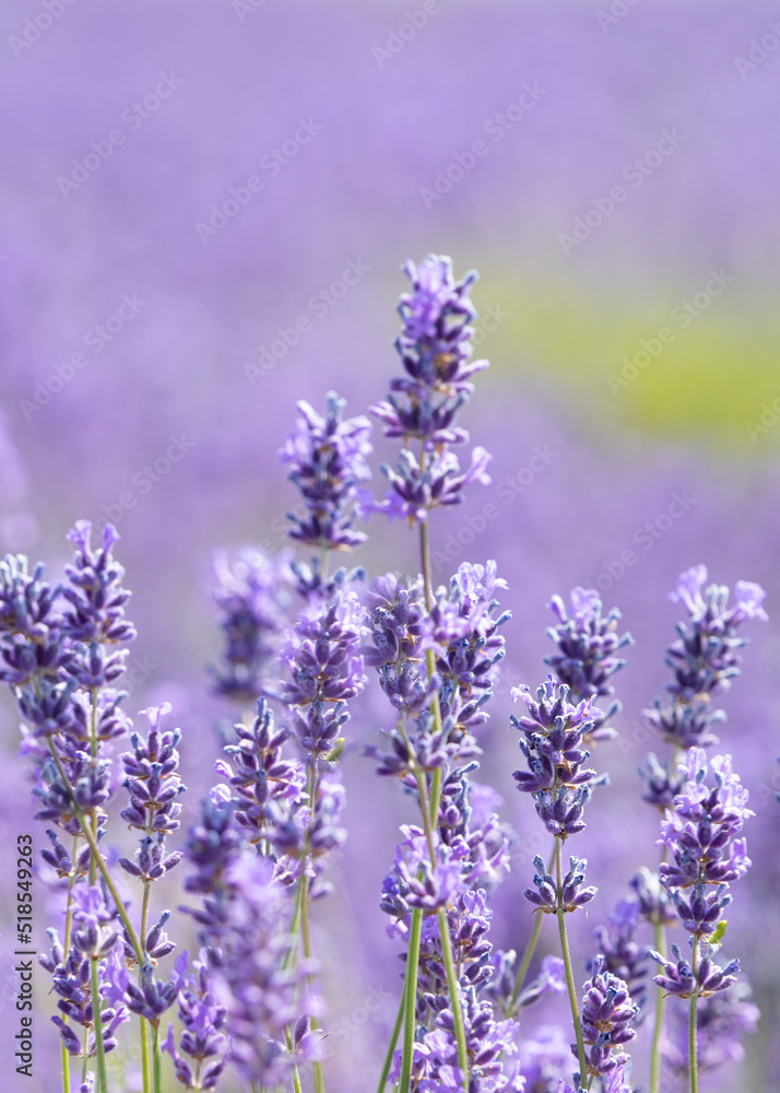 Cotswold summer lavender in full bloom at Snowshill, England. Cotswold summer lavender in full bloom at Snowshill, England.