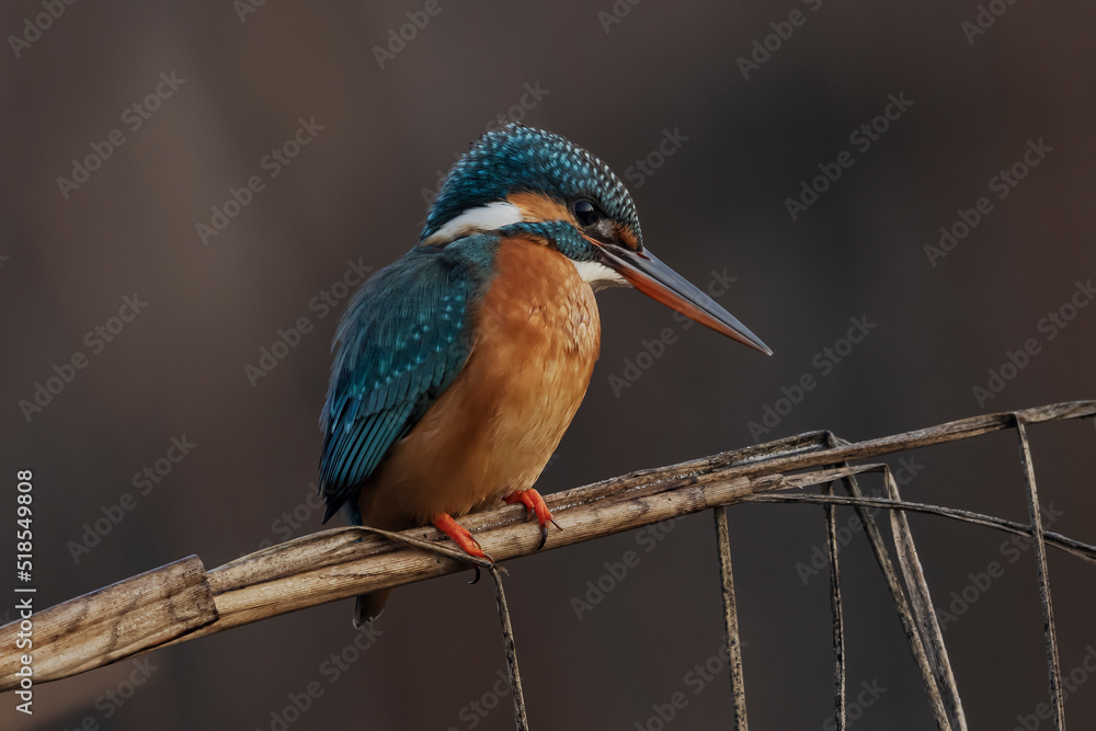 Fototapeta premium Common Kingfisher