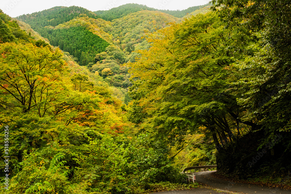 兵庫県・渓谷の風景、林道 兵庫県・渓谷の風景、林道
