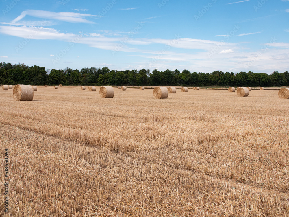 Short wheat stalks after harvest. Straw bales lying in the field. Agriculture and cultivation in Germany, Hessen.