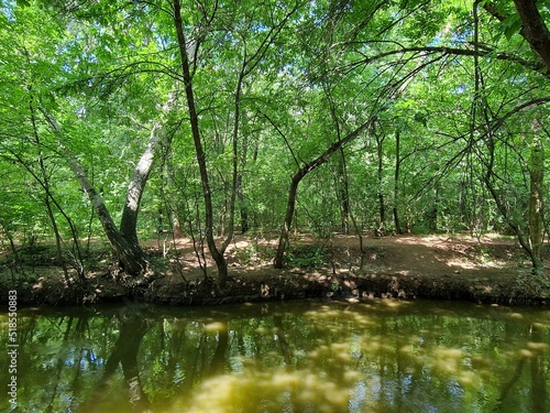 Fototapeta Naklejka Na Ścianę i Meble -  a stream runs in the forest between trees in a recreation park in Ukraine