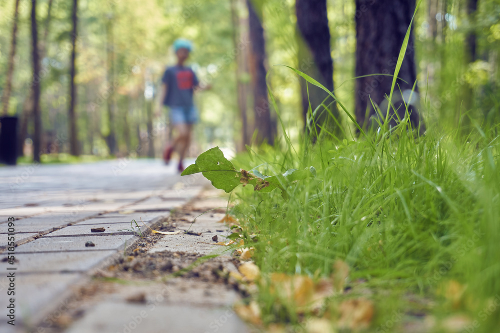 Fototapeta premium The path is made of paving slabs, green grass grows nearby. Park, place for walking and sports, jogging in the forest park