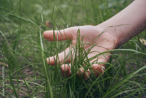 Children's palm in green grass. The interaction of man and nature. Selective selective focus. Friendship
