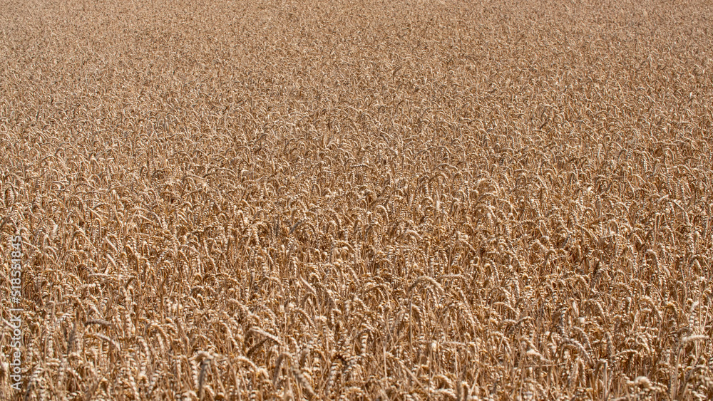 Wheat field in Germany, Hessen. Close-up of an endless ripe wheat field during summer. Wheat is ready to harvest. Wheat field in Germany, Hessen. Close-up of an endless ripe wheat field during summer. Wheat is ready to harvest.