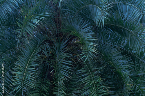 date palm  tropical leaf on black  background