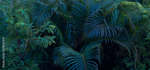Fototapeta Naklejka Na Ścianę i Meble -  Tropical palm on black background