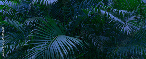 Tropical palm on black background