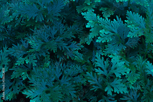 Selaginella spp fern specie plant blackground