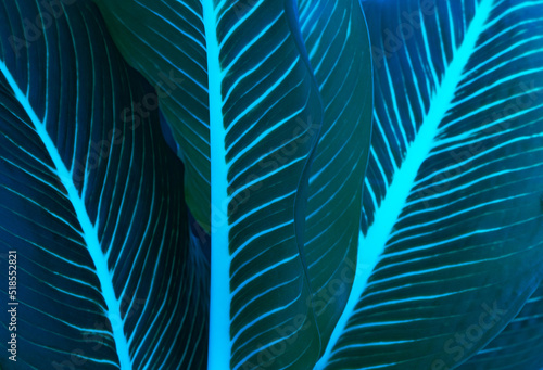 Dieffenbachia tropical leaf abstract background texture