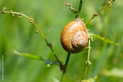 Snail Helix pomatia on the stem of a plant in the garden on a sunny day, selective focus.