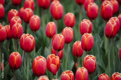 Red tulips in nature as a background.