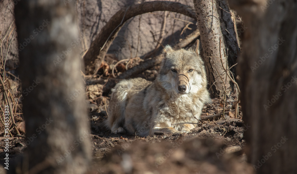 Wolf in the park in early spring. Wolf in the park in early spring.