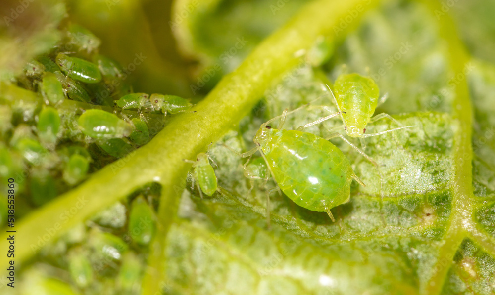 Small green aphids on a tree leaf. Small green aphids on a tree leaf.