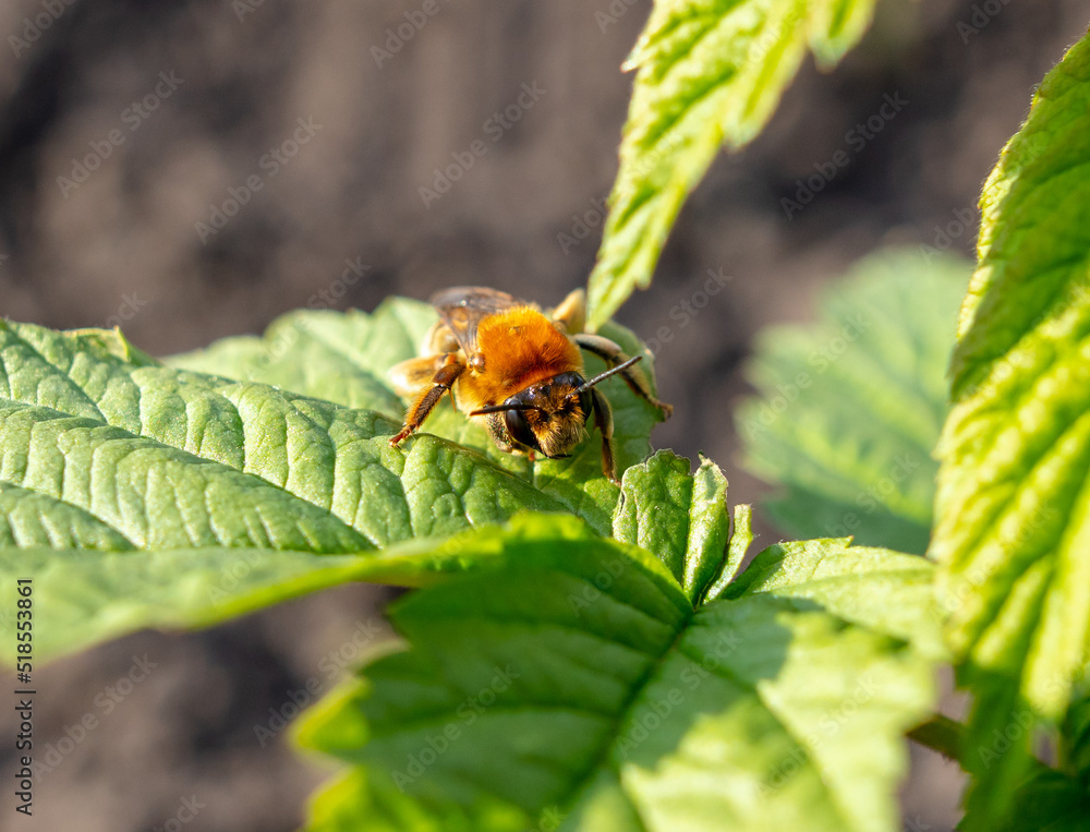 Fototapeta premium Little bee on a green leaf in nature.