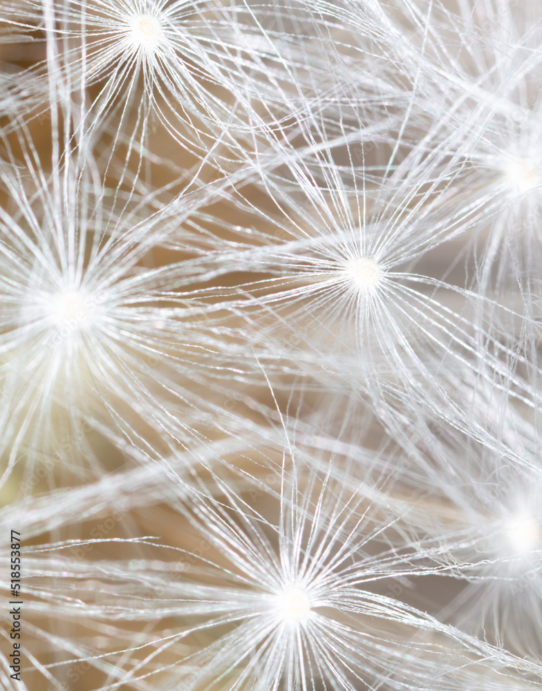 Naklejka premium Fluffy dandelions as an abstract background.