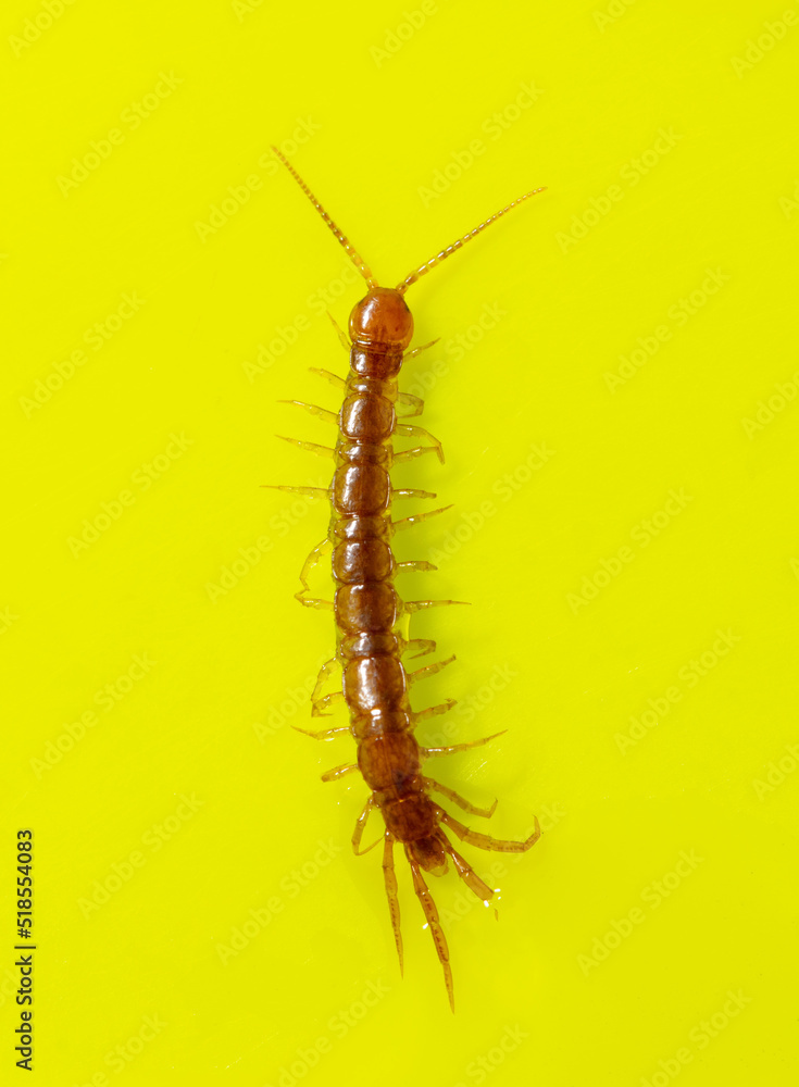 Centipede isolated on yellow background. Centipede isolated on yellow background.