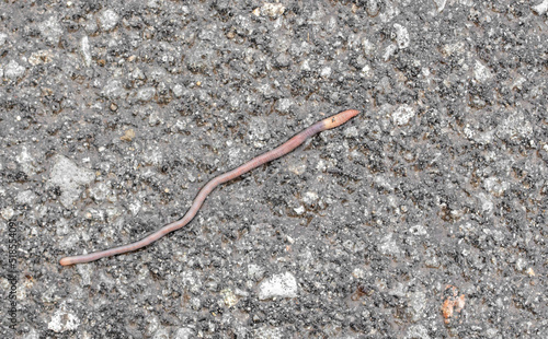 Earthworm on the asphalt road.