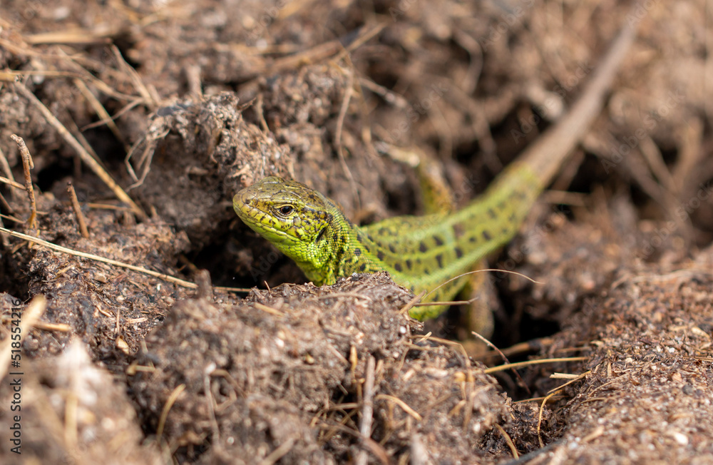 Green lizard on the ground in spring. Green lizard on the ground in spring.
