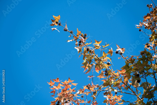 autumn maple leaves against blue sky