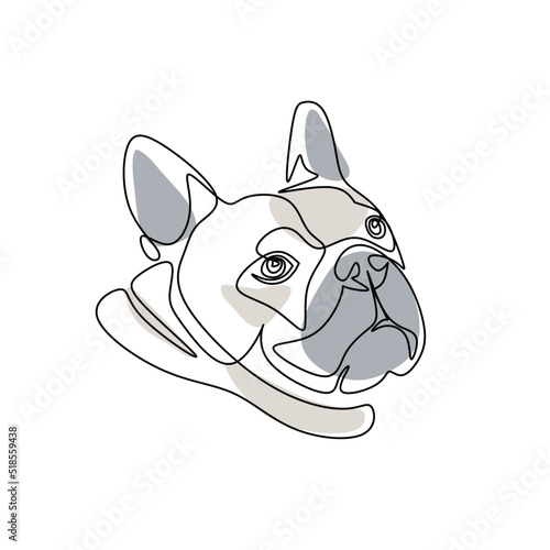 english bulldog portrait