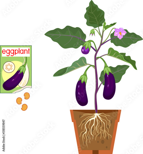 Eggplant plant with purple fruits, green leaves, flowers, root system in flower pot and open sachet with seeds isolated on white background