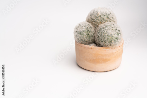 cactus plants Mammillaria plumosa in ceramic pot tube shape against isolated background