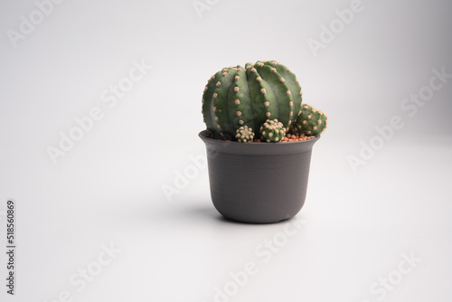 plant echinopsis subdenudata cactus in black plastic pot on isolated background photo