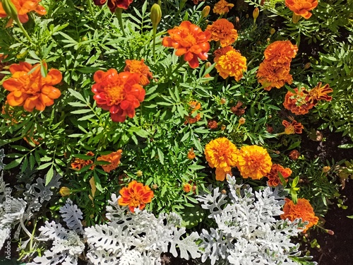 Photo of variegated multi-colored flowers. A full bed of small beautiful flowers. Great background