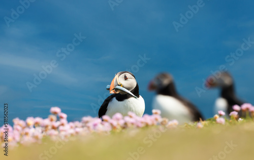 Papier peint Atlantic puffin with a fish in the beak against blue sky