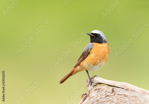 Common Redstart perched on a tree trunk against clear green background