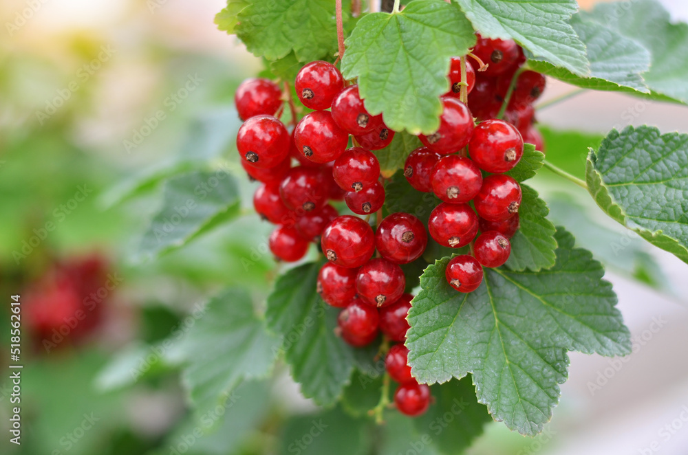 Close-up of ripe red currant berries, selective focus. Concept of growing your own organic food. Close-up of ripe red currant berries, selective focus. Concept of growing your own organic food.