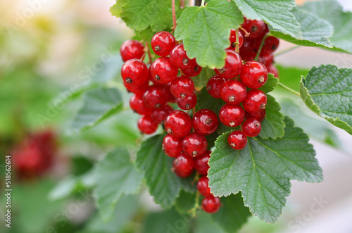 Close-up of ripe red currant berries, selective focus. Concept of growing your own organic food.