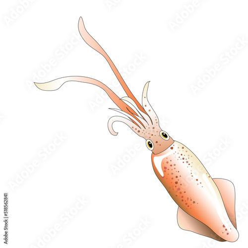 Fotobehang A squid isolated on white background EPS10 vector illustration.