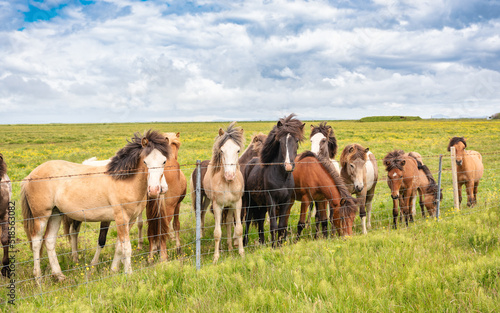 Herd of Icelandic horses standing on the field in the farm of scenic landscape of iceland © Mumemories