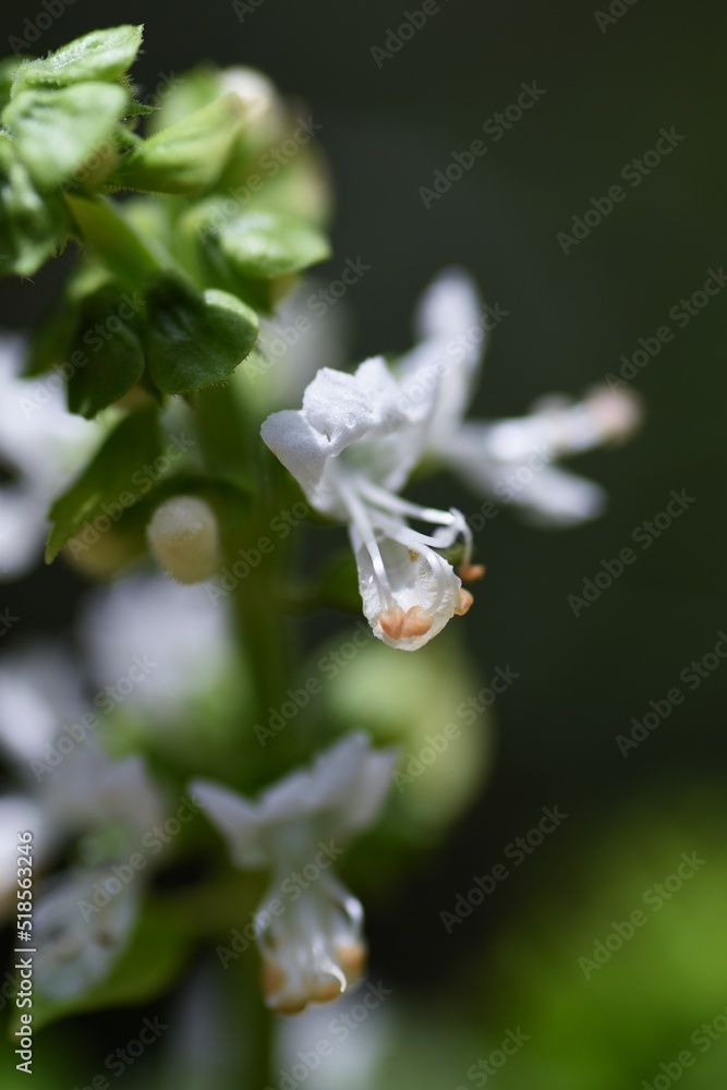 バジル栽培・家庭菜園 バジル栽培・家庭菜園