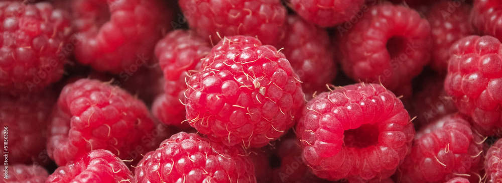 Banner with bright red raspberries. Red background, copy space Banner with bright red raspberries. Red background, copy space