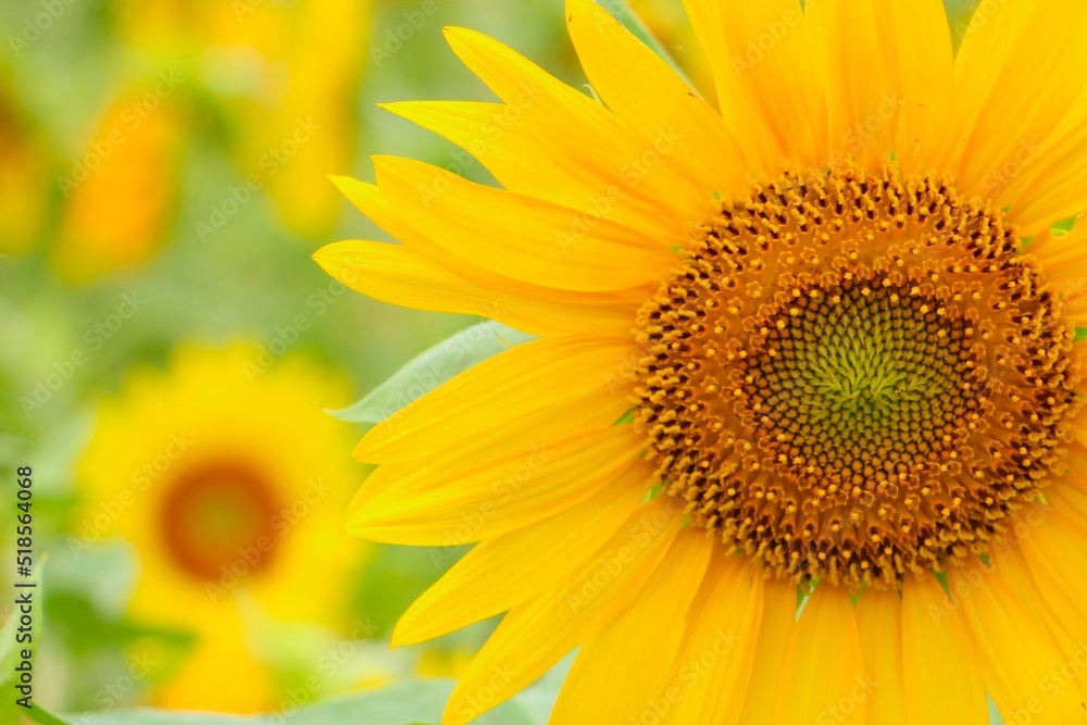 sunflower close up