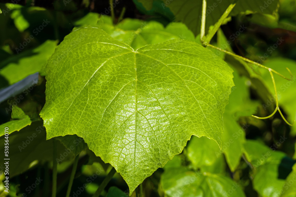 Green leaf on the vine bush in the rays of the spring sun Green leaf on the vine bush in the rays of the spring sun